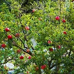 里拉公寓 米利尼
