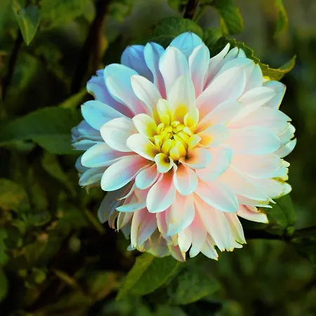 Lira Apartmán Mlini